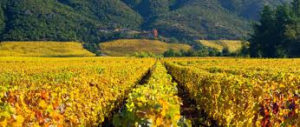 Best Chile Wine Tours 