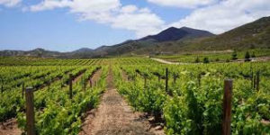 Traveling to Chile and wine tasting